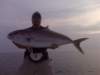 img00099_small.jpg